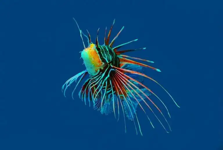 Digital Nomad Communities: Networking and Support for Remote Workers Abroad